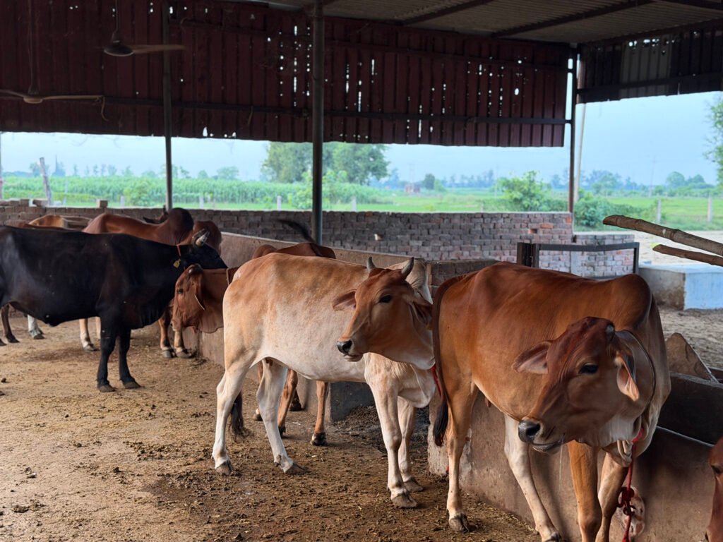 Gir Cows Grazing freely at Swarna